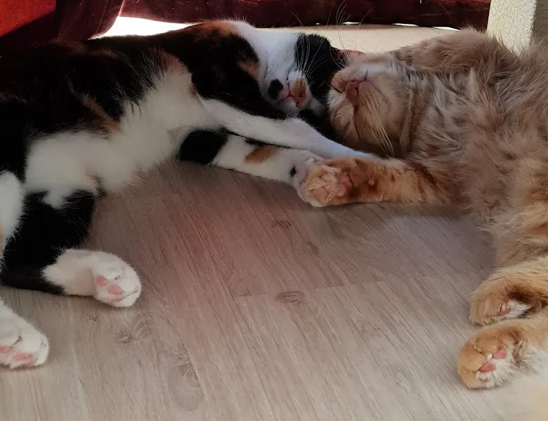 Veteriner Hekim Murat Topcuoğlu foto 2