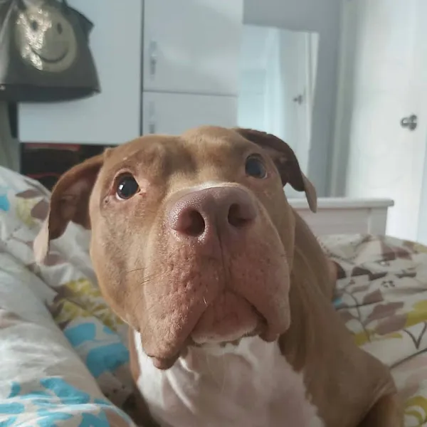 Şişli Petshine Veteriner foto 2