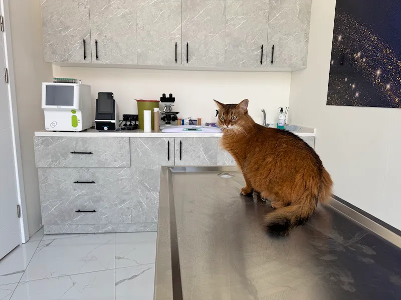 Duman Veteriner Kliniği foto 2