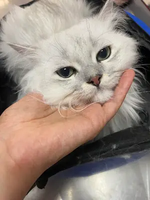 Pet Pals Veteriner Kliniği