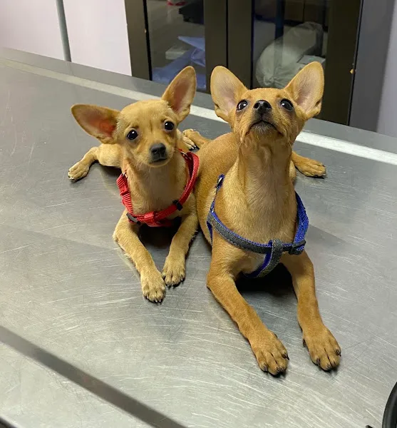 Pet Pals Veteriner Kliniği foto 2