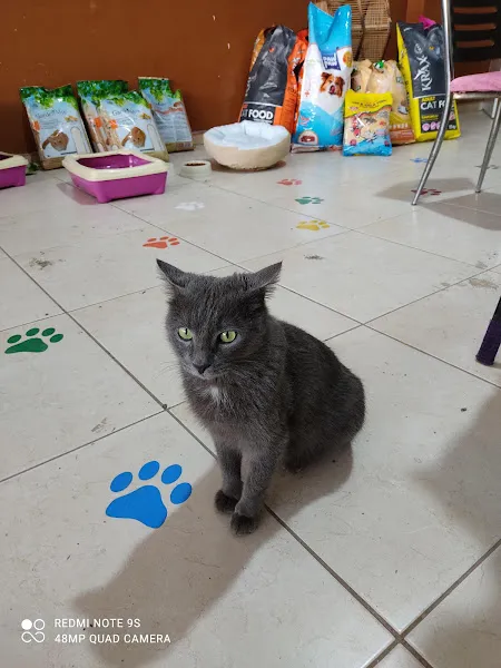 Baykuş Petshop foto 2