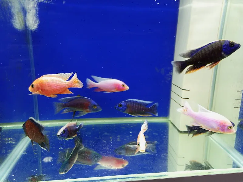 MERLİN PETSHOP foto 2