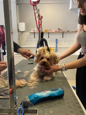 Antalya PET KUAFÖR Köpüklü Dünyam fotoğrafı