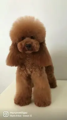 HavDog Dünyası pet kuaför fotoğrafı