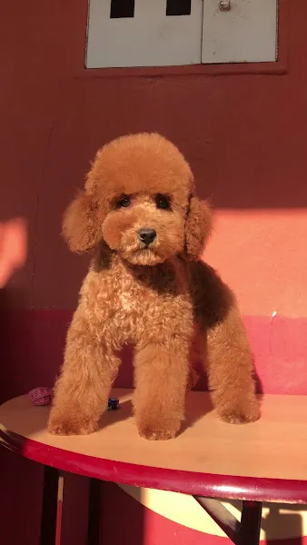 HavDog Dünyası pet kuaför foto 2
