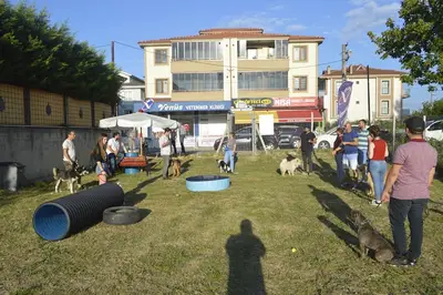 Showdogs Köpek Eğitim Otel Üretim Satış