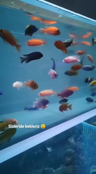 Yavuz Pet Shop foto 2