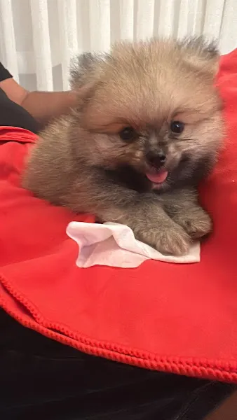 Vonalp PetShop foto 2