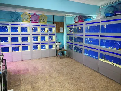Hayvanlar Alemi Petshop