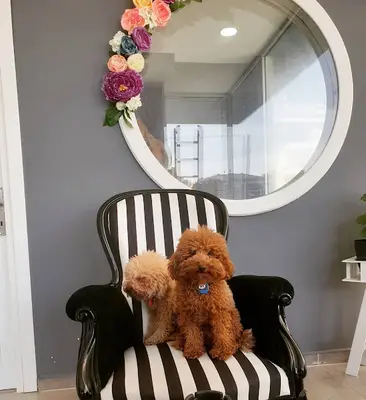 Venüs Pet Kuaför (Venüs pet grooming &Academy)