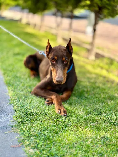 Bahçelievler Veteriner Kliniği foto 2
