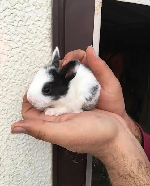 Mutlu petshop üretim çiftliği foto 1