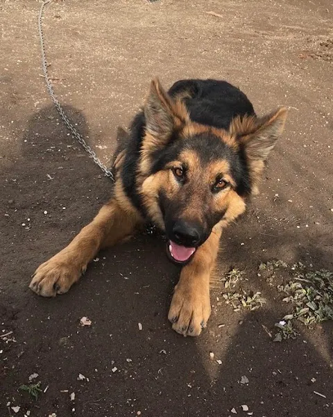 Mutlu petshop üretim çiftliği foto 2