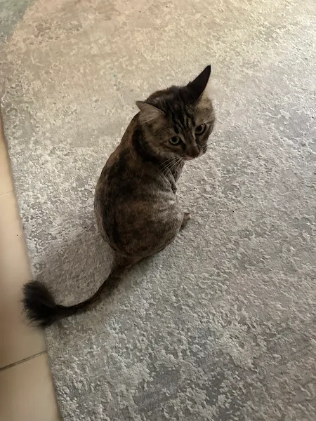 PETİPUFF PETSHOP&PETKUAFÖR foto 2
