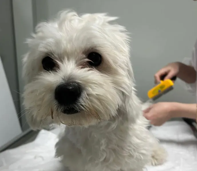 Şira Pet Ereğli Veteriner Kliniği foto 2