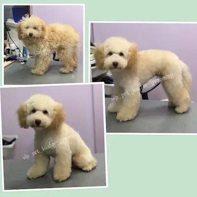 Vip Pet Kuafor