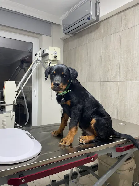 Ortaca Çınar-Vet Veteriner Kliniği foto 2