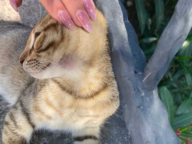 MarmaraVet Veteriner Kliniği foto 2