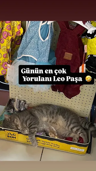Ada Pati Veteriner Muayenehanesi foto 2