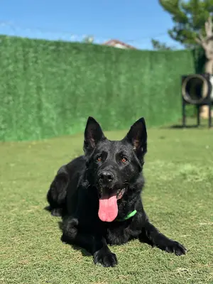Gold Puppy K9 - Köpek Eğitimi ve Köpek Oteli fotoğrafı