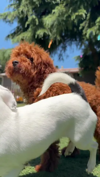 Gold Puppy K9 - Köpek Eğitimi ve Köpek Oteli foto 2