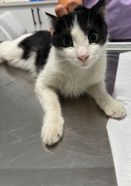 Petis Veteriner Kliniği foto 2