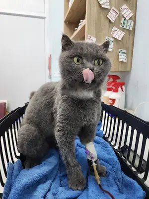 Gülnar Taşeli Veteriner Kliniği