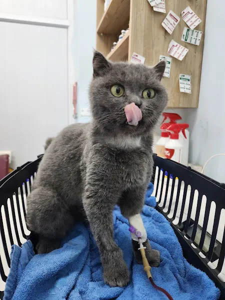 Gülnar Taşeli Veteriner Kliniği foto 1