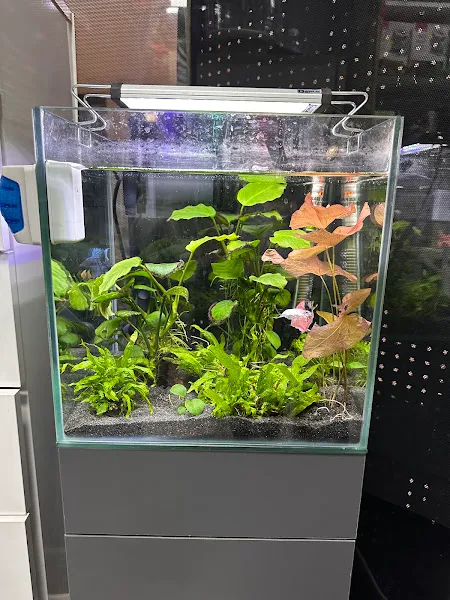 Diloşum petshop foto 2