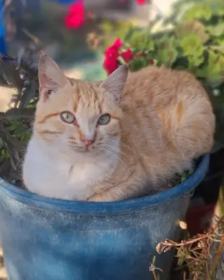 Kral Pet Veteriner Hekim Muayenehanesi
