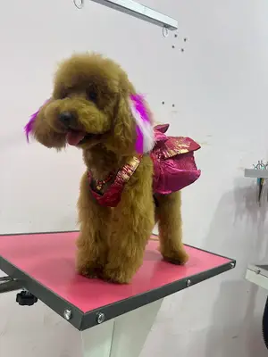 Sevgim Pet Kuaför & Grooming Salon fotoğrafı