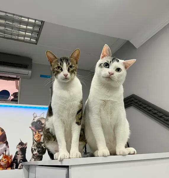 Asgard Veteriner Kliniği foto 2