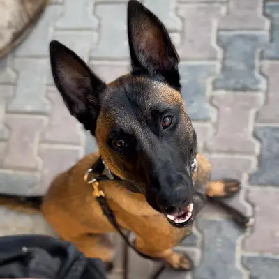 İzmir Köpek Oteli ve Eğitim Merkezi fotoğrafı