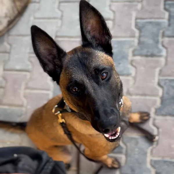 İzmir Köpek Oteli ve Eğitim Merkezi foto 1