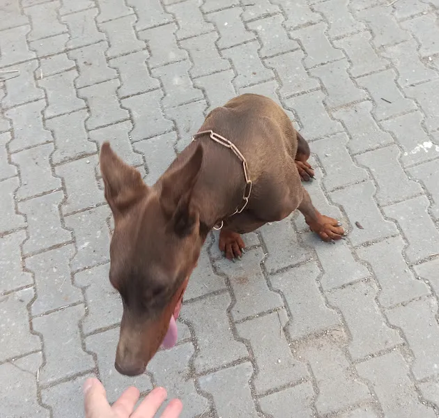 İzmir Köpek Oteli ve Eğitim Merkezi foto 2
