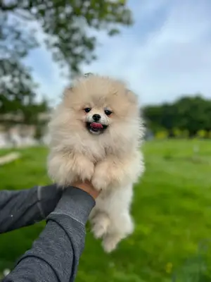 Doğa Köpek Üretim Çiftliği