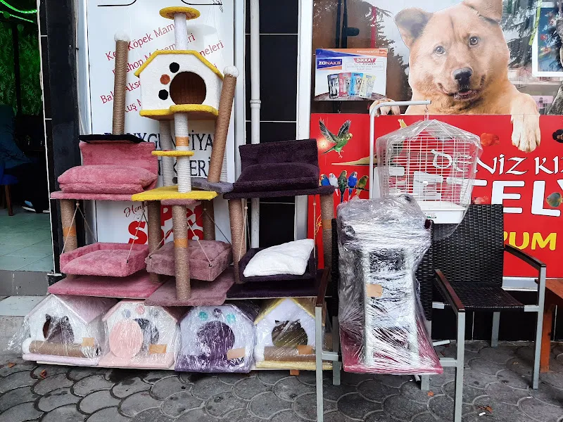 Deniz Kızı Eftelya Petshop foto 2