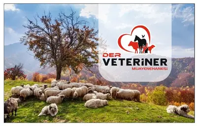 Der Veteriner Muayenehanesi
