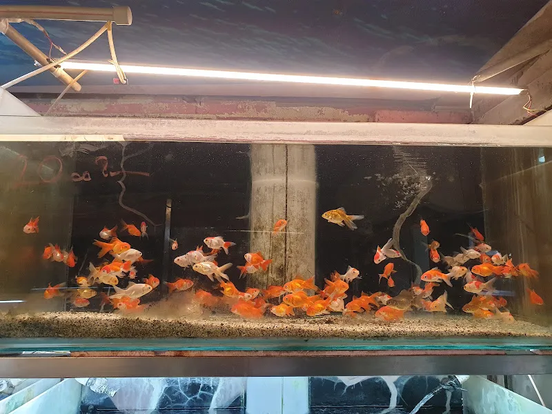 Özgür Akvaryum foto 2