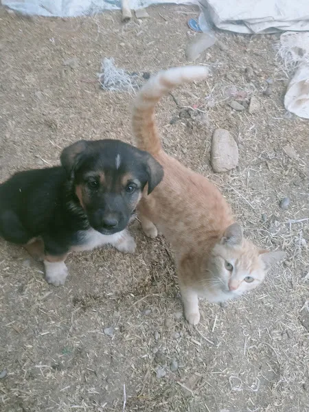 Genç Veteriner Kliniği foto 2