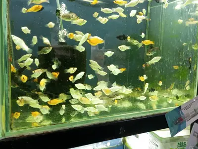 GÜÇLÜ PETSHOP