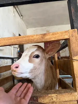 Hekimhan Kılıç Veteriner Kliniği Selimhan Kılıç