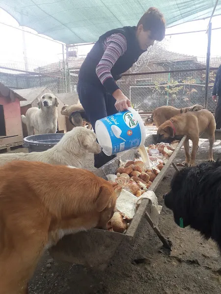 Köpek Bakımevi foto 1