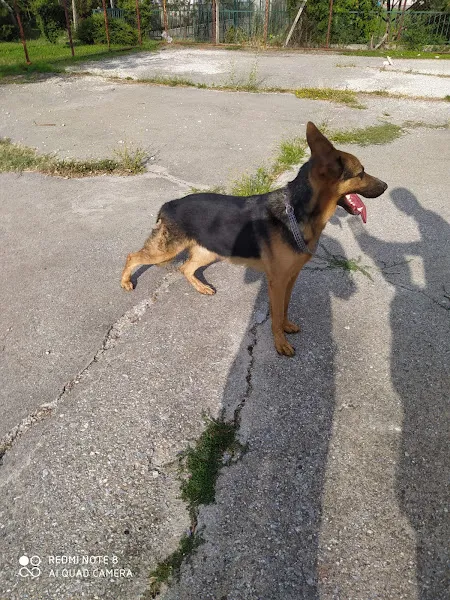 Eskişehir yerinde köpek eğitim foto 1