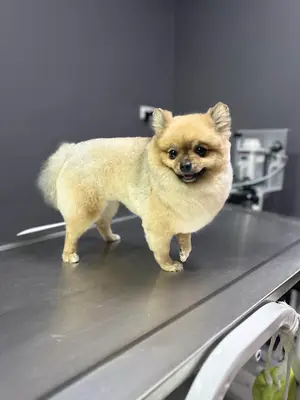 Pet kuaför ali şimşek