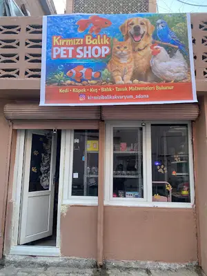 Kırmızı balık Petshop