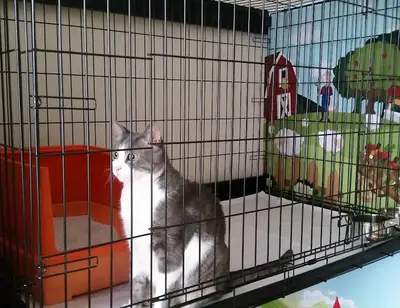 Bomontipati kedi köpek pansiyonu