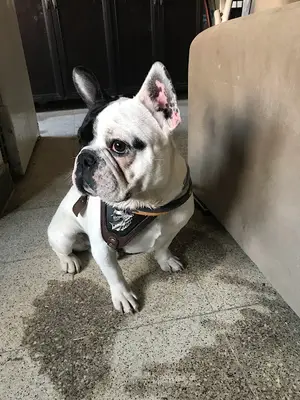 Ankara Köpek Eğitim Merkezi fotoğrafı