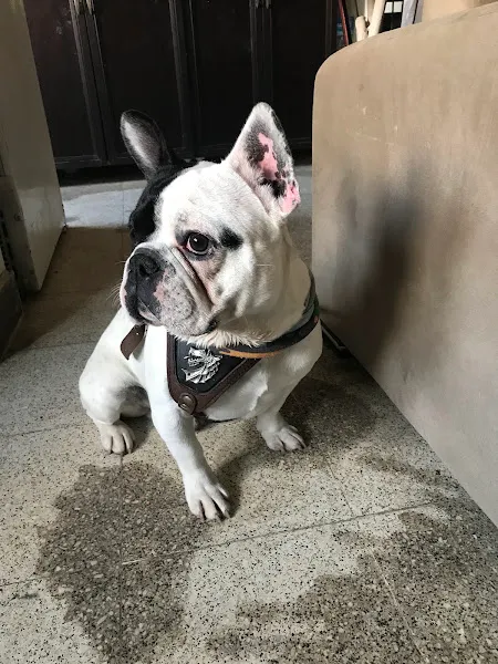 Ankara Köpek Eğitim Merkezi foto 1